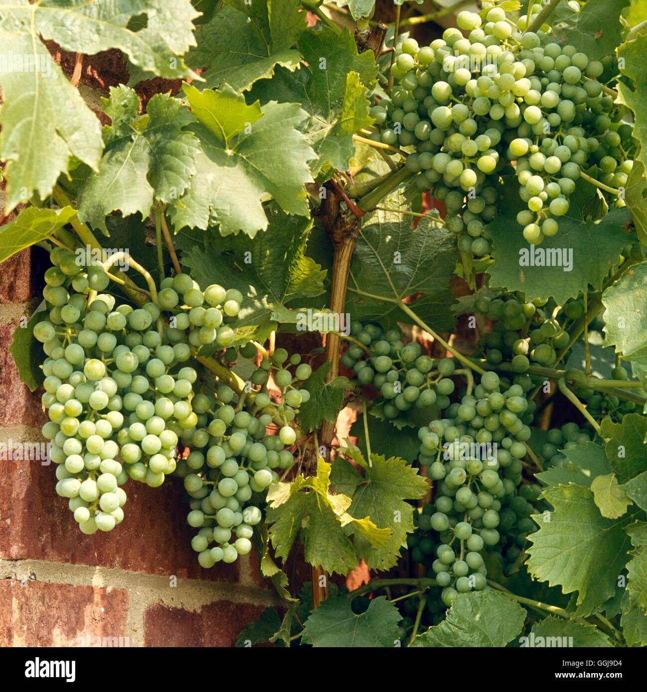 Grape - `Muller Thurgau'   FRU040190 Stock Photo